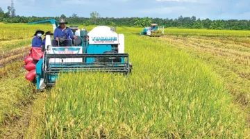 خطوات عملية لرفع إنتاجية مشروع زراعة الأرز على مساحة مليون هكتار